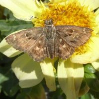 Carcharodus alceae