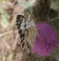 Melanargia sp