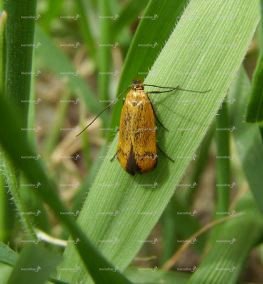 not known
