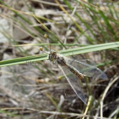 Deleproctophylla dusmeti