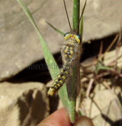 Ascalaphidae