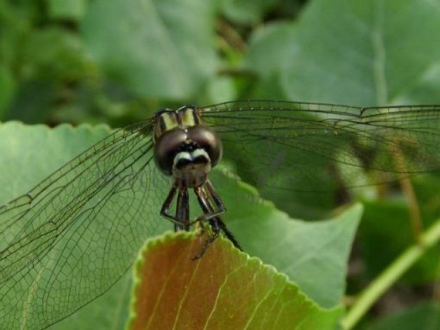 Orthetrum sabina-11