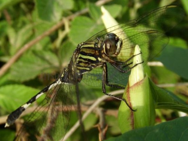 Orthetrum sabina-12