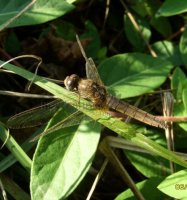 Orthetrum brunneum-2