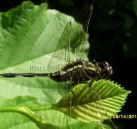 Orthetrum sabina-3