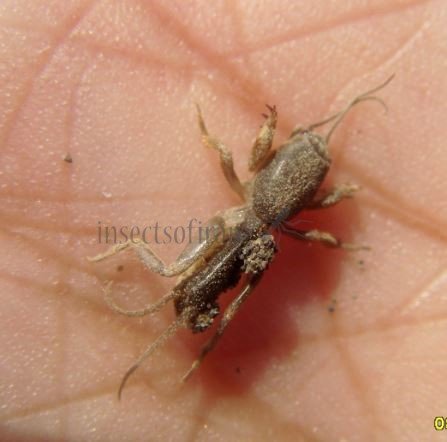Gryllotalpa sp