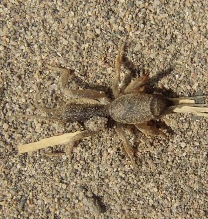Gryllotalpa sp-2