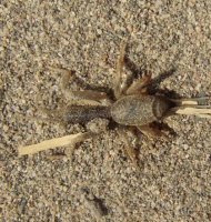 Gryllotalpa sp-2