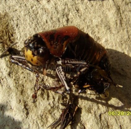 Diestrammena sp-2