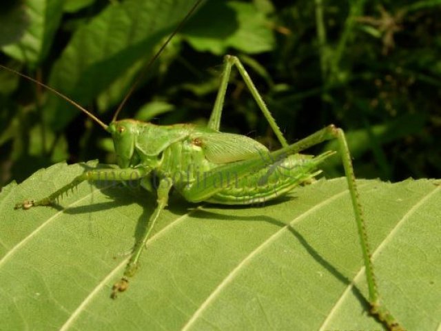 Tettigonia viridissima-12