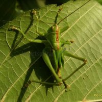 Tettigonia viridissima-11