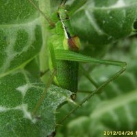 Barbitistes serricauda-2