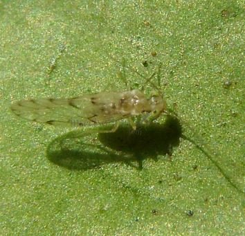 Trichopsocus clarus 
