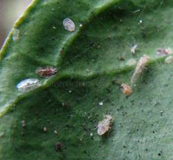 Trichopsocus clarus 