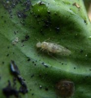 Trichopsocus clarus 