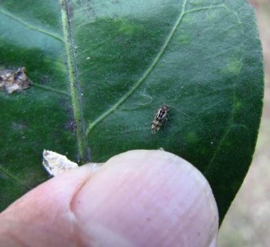 Graphopsocus cruciatus-14