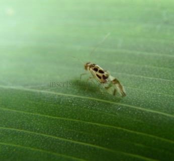 Graphopsocus cruciatus-18