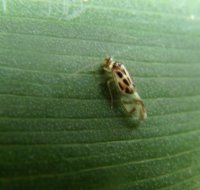Psocoptera-Stenopsocidae