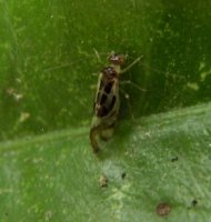 Graphopsocus cruciatus-2