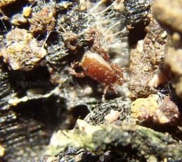 unidentified -2