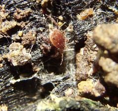 unidentified -3