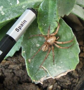 Tegenaria sp-2