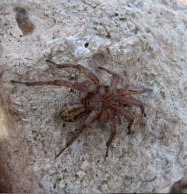 Tegenaria sp-3