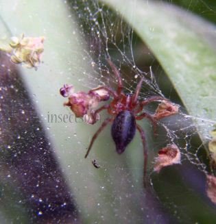 Agelena labyrinthica