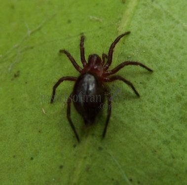 Agelena sp-2