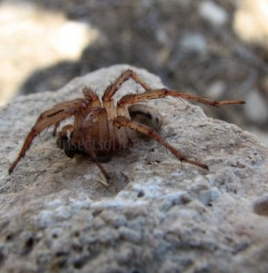 Tegenaria sp -1