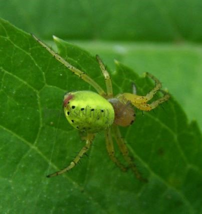 Araniella cucerbinata -10