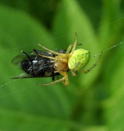 Araniella cucerbinata -11
