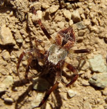 Agalenatea redii -1