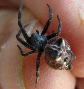 Cyrtophora citricola