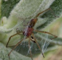 Argyroneta aquatica-1