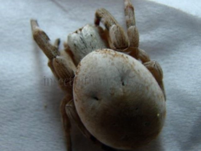 Stegodyphus dufouri-3