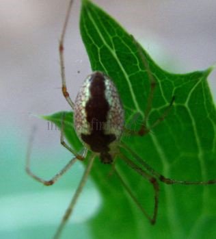 Linyphiidae-3