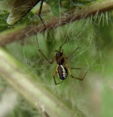 Frontinellina frutetorum -3