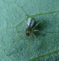 Cheiracanthium inclusum-6