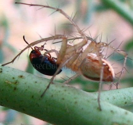 Oxyopes globifer-1