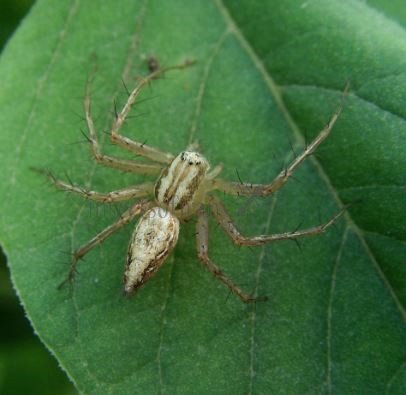 Oxyopes globifer-8