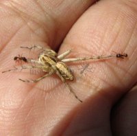 Oxyopes sertatus -1