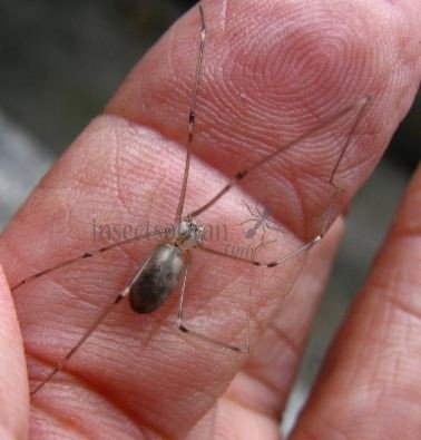 Pholcus opilionoides-1