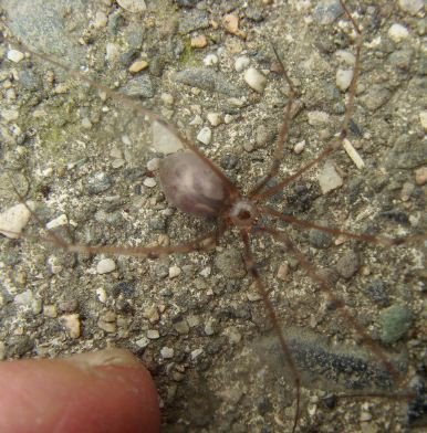 Pholcus opilionoides-2