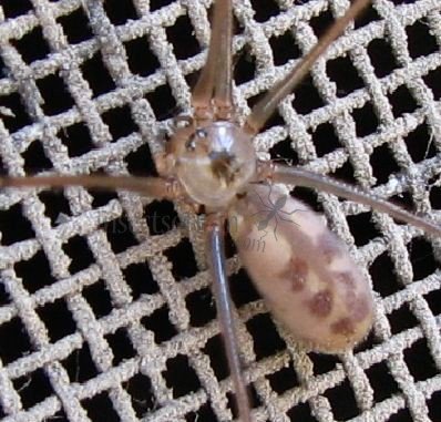 Pholcus phalangioides-1