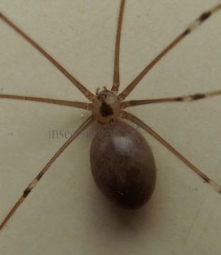 Pholcus opilionoides-3