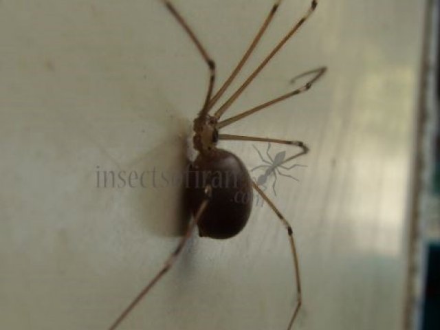 Pholcus opilionoides-4