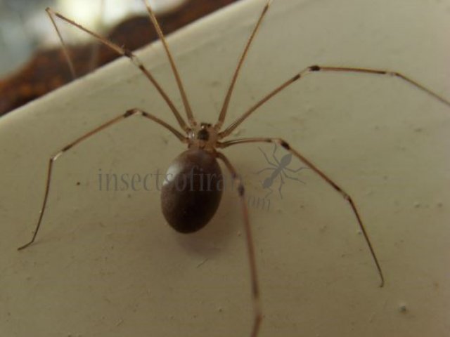 Pholcus opilionoides-5