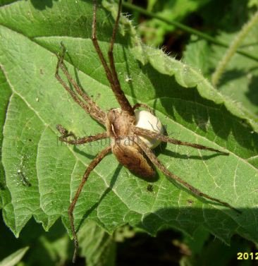 Pisaura mirabilis -12