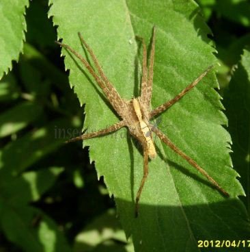 Pisaura mirabilis -15